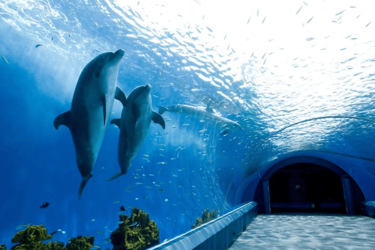 Yokohama Hakkeijima Sea Paradise Ticket - image 3