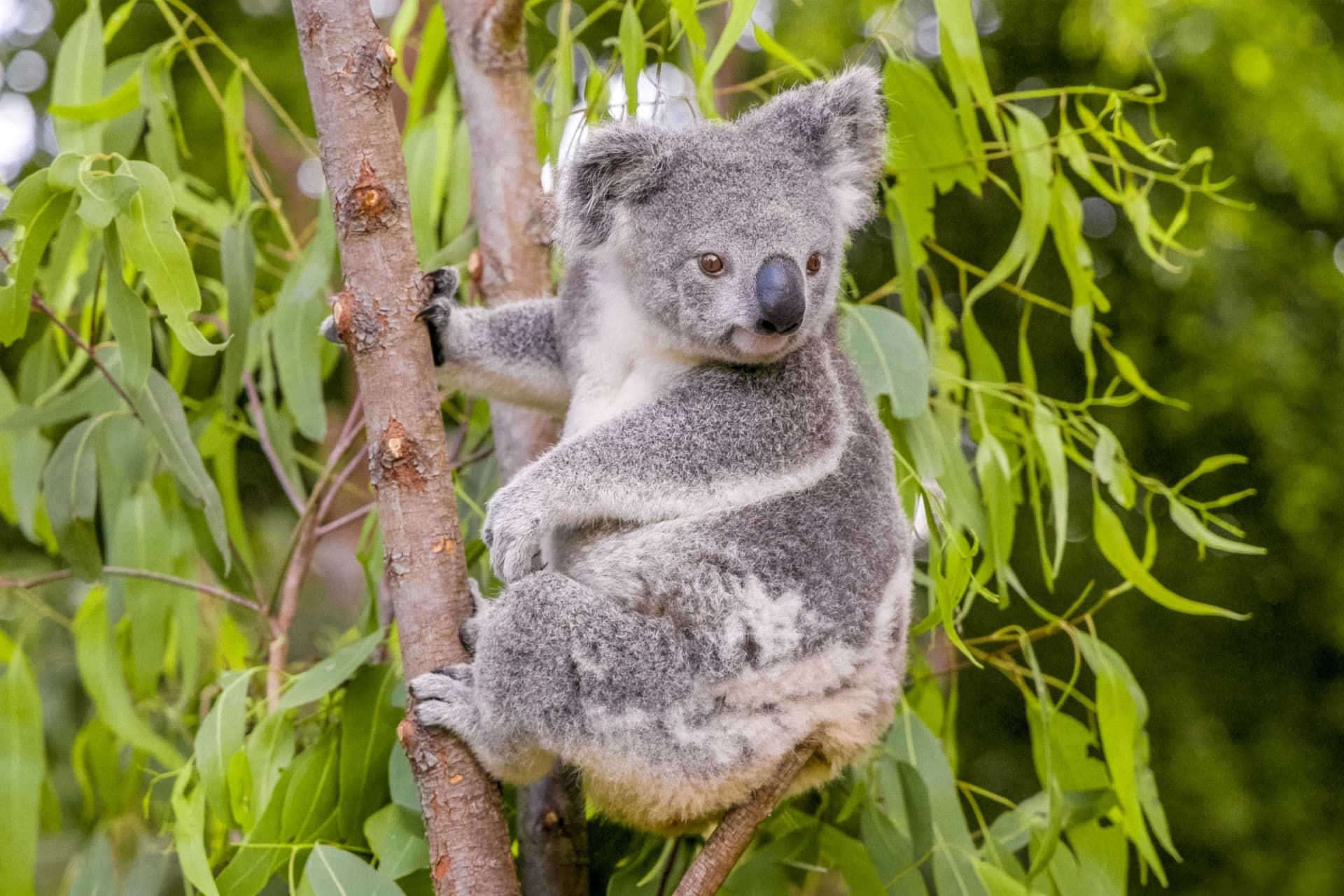 Currumbin Wildlife Sanctuary Gold Coast Ticket - image 8